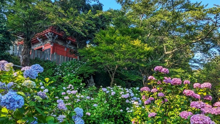 vKuil Amabiki Kannon yang dipenuhi oleh bunga hydrangea yang bermekaran (Visit Ibaraki) Kuil Amabiki Kannon yang dipenuhi oleh bunga hydrangea yang bermekaran (Visit Ibaraki)