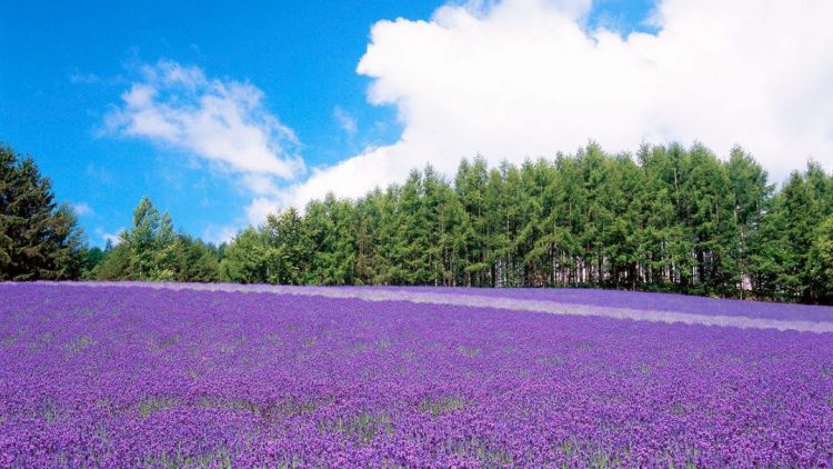 Hamparan bunga lavender (Japan Rail & Travel) Hamparan bunga lavender (Japan Rail & Travel)