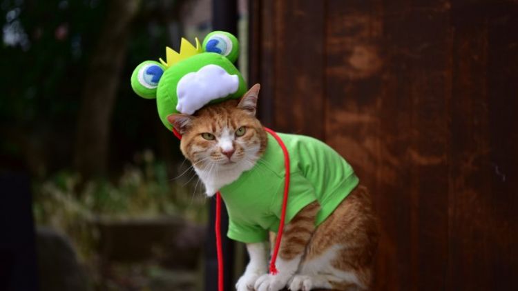 Seekor kucing yang sedang ber-cosplay menjadi katak pada perayaan Festival katak 2023 (Japan Travel) Seekor kucing yang sedang ber-cosplay menjadi katak pada perayaan Festival katak 2023 (Japan Travel)