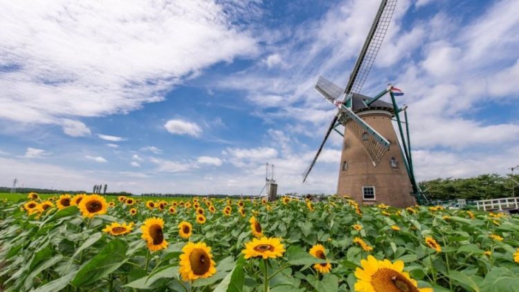 Windmill Sunflower Garden (JNTO). Sakura Furusato Square