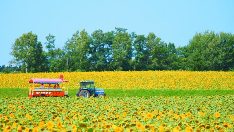 Naik tur keliling Hokuryu Sunflower Village (Visit Hokkaido) Naik tur keliling Hokuryu Sunflower Village (Visit Hokkaido)