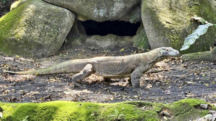 Taro, seekor komodo yang akan tinggal di Kebun Binatang Higashiyama.
