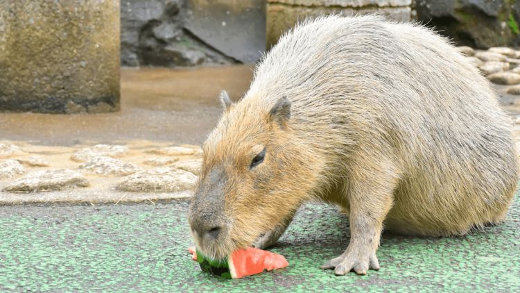 Kompetisi memakan semangka untuk kapibara 2024 (PR Times)