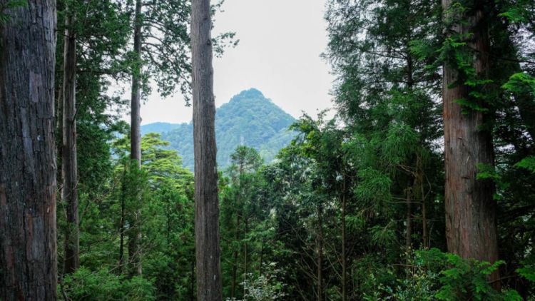 Pemandangan dari Gunung Mitake yang terletak tak jauh dari Tokyo (JR Pass)
