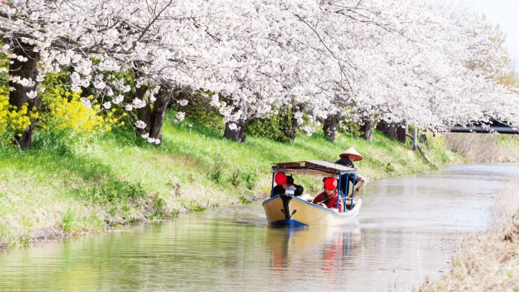 Keseruan naik perahu menjelajahi kanal di Omihachiman (The Kansai Guide). Keseruan naik perahu menjelajahi kanal di Omihachiman (The Kansai Guide).