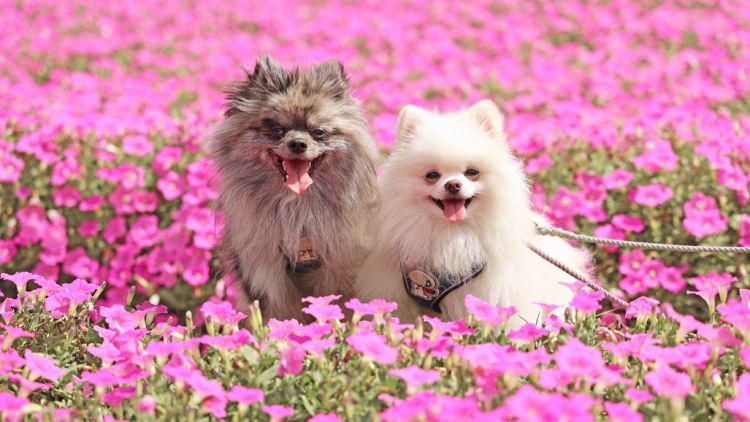 Dua ekor anjing di Mother Farm Dua ekor anjing di Mother Farm