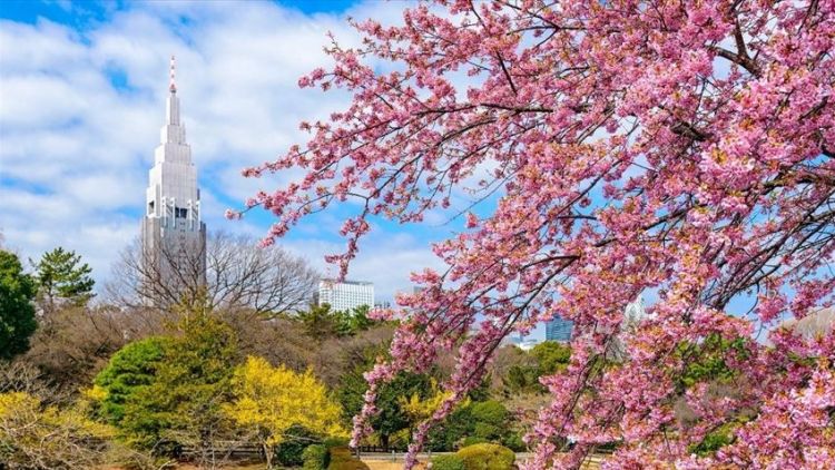 Taman Shinjuku Gyoen