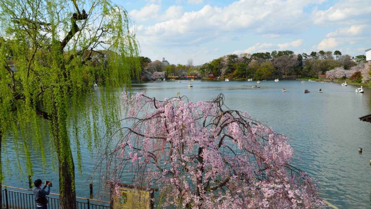 Keindahan Taman Senzoku-ike saat musim semi