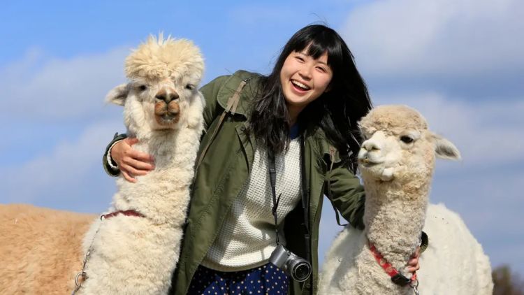 Di Nasu Animal Kingdom kamu bisa mengelus hewan-hewan imut seperti Alpaka (Visit Tochigi)