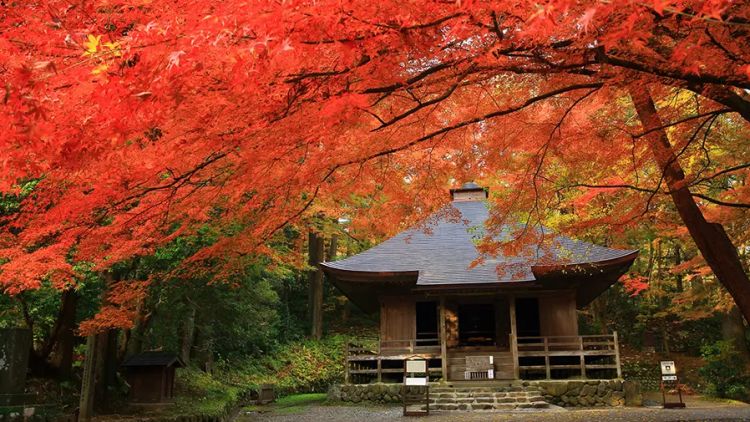 Warna daun momiji yang semarak saat musim gugur Prakiraan musim gugur di Jepang tahun 2024