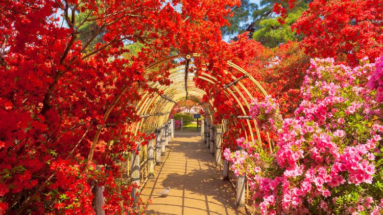 Bunga azalea di Tsutsujigaoka Park (Visit Gunma) tempat terindah di gunma dengan bunga