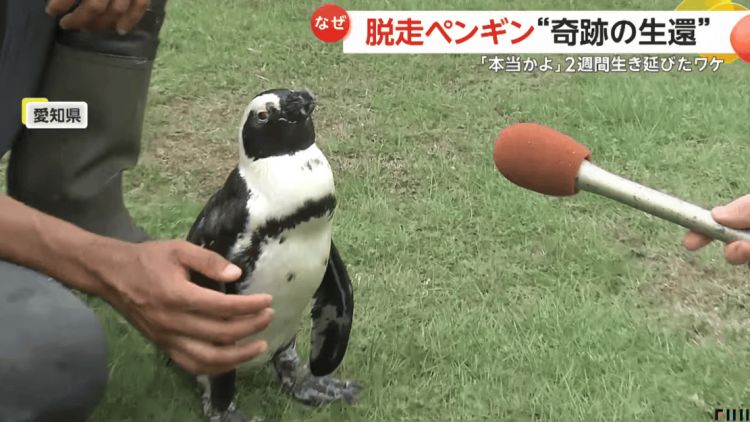 Seekor Penguin Melarikan Diri Selama 2 Minggu, Ditemukan Kembali di Pantai Sejauh 45 Kilometer Seekor Penguin Melarikan Diri Selama 2 Minggu, Ditemukan Kembali di Pantai Sejauh 45 Kilometer