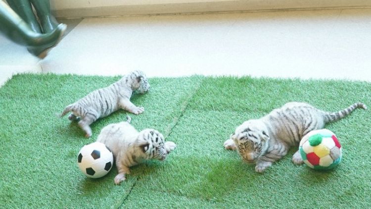 Ketiga warga baru Izu Animal Kingdom (Mainichi). Ketiga warga baru Izu Animal Kingdom (Mainichi).