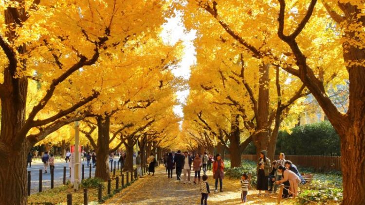 "Terowongan emas" Meiji-Jingu Gaien (Japan Travel). "Terowongan emas" Meiji-Jingu Gaien (Japan Travel).