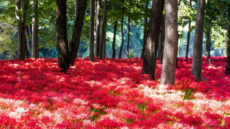 Kinchakuda Manjushage di Saitama