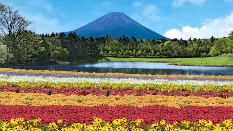 Warna-warni keindahan bunga dalam Fuji Rainbow Flower Festival (PR TImes)