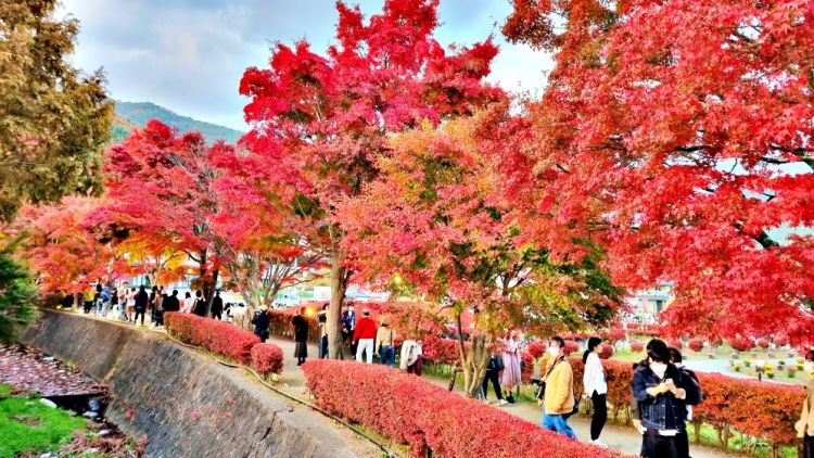 Momiji Kairou (JR Times) Momiji Kairou (JR Times)