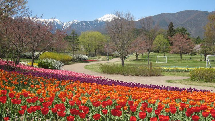 Keindahan bunga di Taman Nasional Azumino (azumino-koen.jp) destinasi wisata yang wajib dikunjungi di azumino