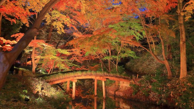 Jalan setapak dan jembatan di Taman Rikugien seluruhnya diterangi oleh warna-warna musim gugur Jalan setapak dan jembatan di Taman Rikugien seluruhnya diterangi oleh warna-warna musim gugur