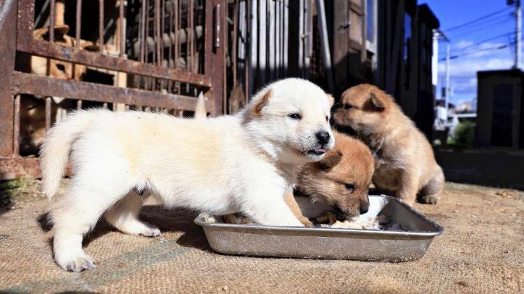 Anak anjing Hokkaido