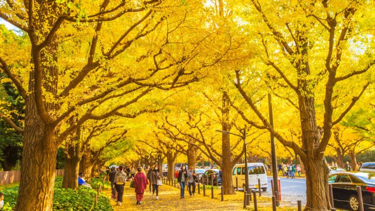Jalan yang dipenuhi oleh pohon ginkgo