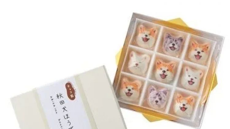 Marshmallow Akita Inu.