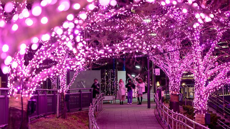 Meguro River Illuminations 2024 Meguro River Illuminations 2024