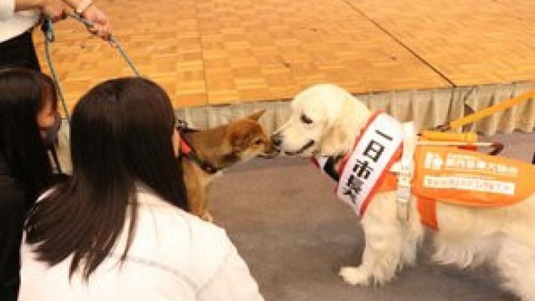 Maggie sang "Walikota Anjing" berinteraksi dengan warga dan anjing di balai kota Kameoka Maggie sang "Walikota Anjing" berinteraksi dengan warga dan anjing di balai kota Kameoka