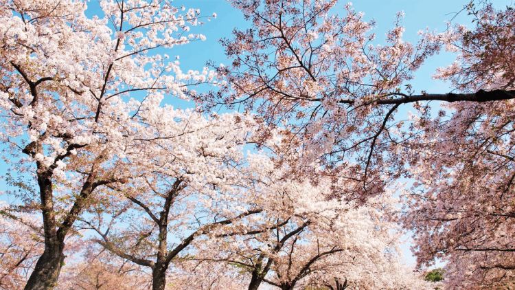 Bunga sakura yang bermekaran di Expo'70 Commemorative Park (Osaka Info)
