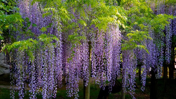 Manyo Botanical Garden