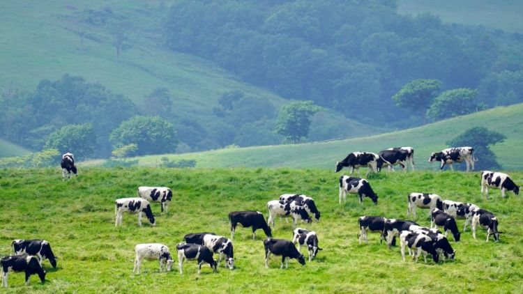 Naitai Highlands Farm, peternakan umum terbesar di Jepang Naitai Highlands Farm, peternakan umum terbesar di Jepang