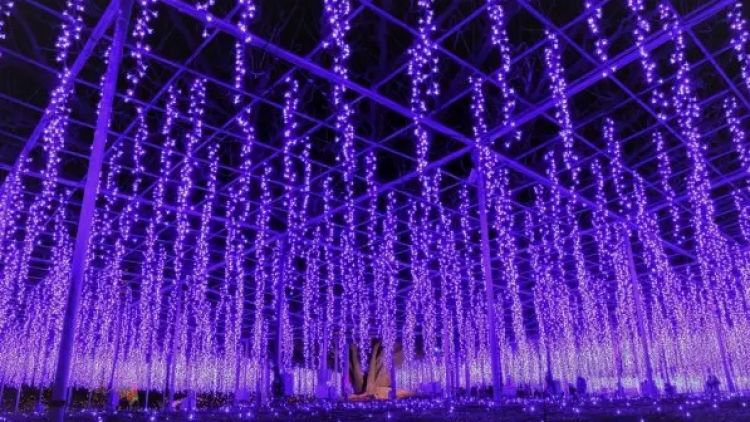 Ashikaga Flower Park Illumination (Visit Tochigi)