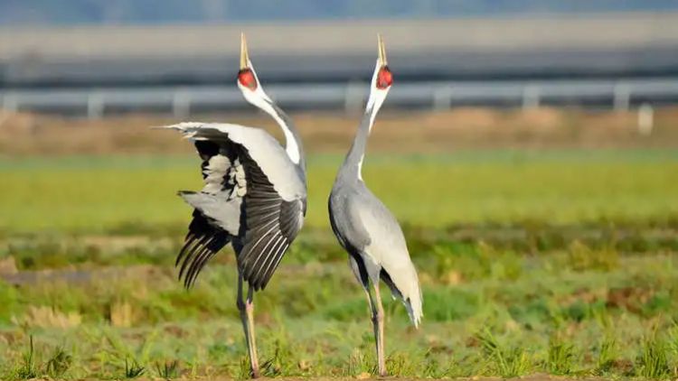 Dua ekor bangau di Kota Izumi (Izumi City Tourism)