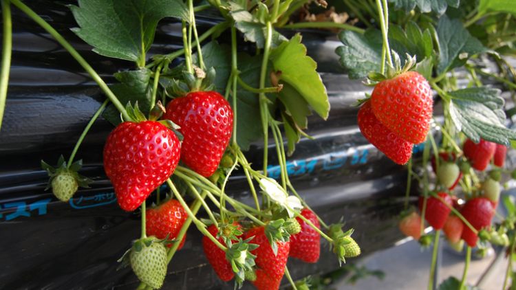 Kuliner khas Tochigi