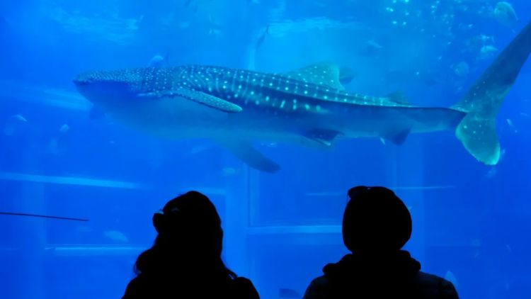 Tempat kencan seru di Osaka Tempat kencan seru di Osaka