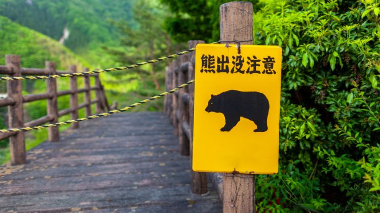 Serangan beruang di Jepang Meningkat