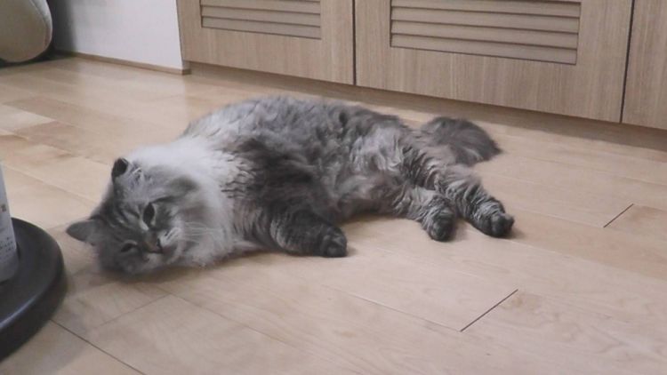 Kucing simbol perdamaian rusia-jepang