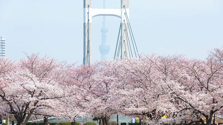 Kiba Park (tokyo-park.or.jp)