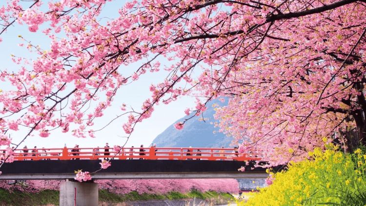Bunga sakura di Kota Kawazu (kawazuzakura.net) Bunga sakura di Kota Kawazu (kawazuzakura.net)