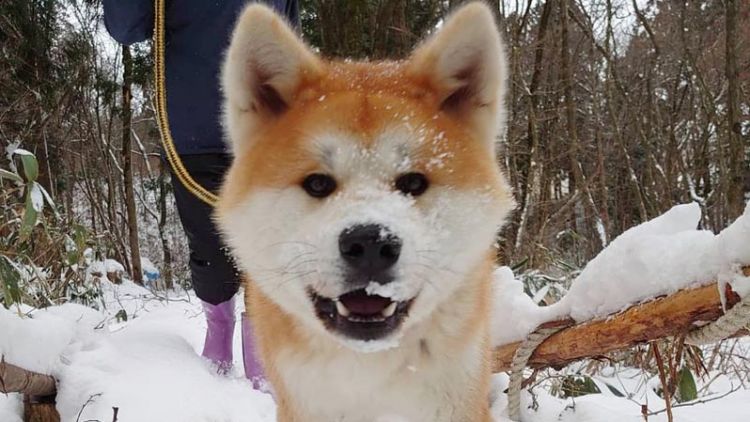 Masa, seekor anjing akita inu berusia 4 tahun yang akan menemani para peserta berjalan Masa, seekor anjing akita inu berusia 4 tahun yang akan menemani para peserta berjalan