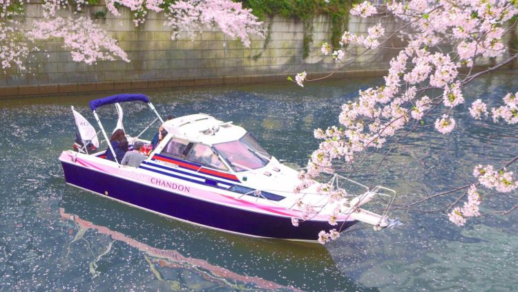 Melihat sakura di Tokyo naik Chandon Cruise Melihat sakura di Tokyo naik Chandon Cruise