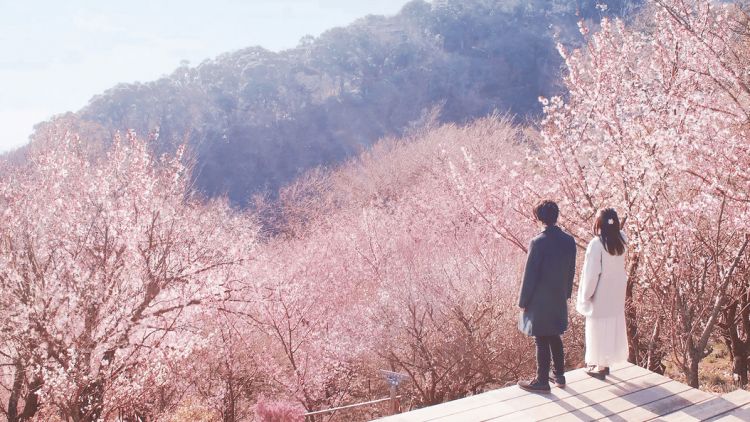 Sepasang pria dan wanita menikmati keindahan bunga sakura di Atami (PR TImes) Sepasang pria dan wanita menikmati keindahan bunga sakura di Atami (PR TImes)