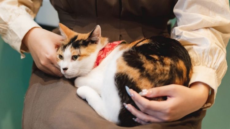 Neco Republic Cat Spa & Cat Ryokan