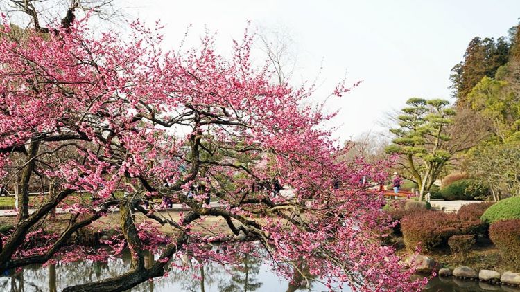 Pohon plum di dekat sebuah kolam di Hanegi Park