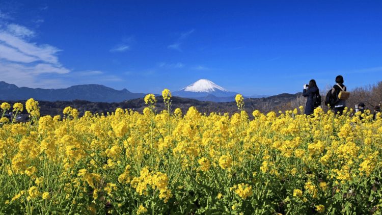 Azumayama Park dengan latar belakang Gunung Fuji yang indah (Kanagawa Tourism Association) 