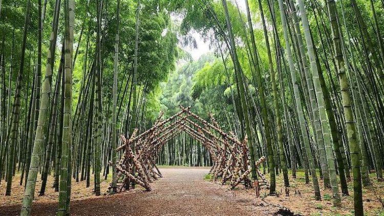 Wakayama Farm Bamboo Forest, destinasi wisata Utsunomiya di Prefektur Tochigi