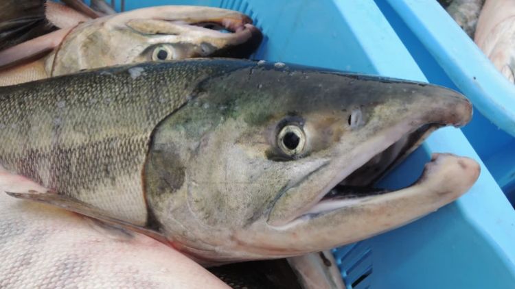 Salmon hasil tangkapan di Hokkaido (Asahi Shimbun/Tomoyuki Yamamoto)