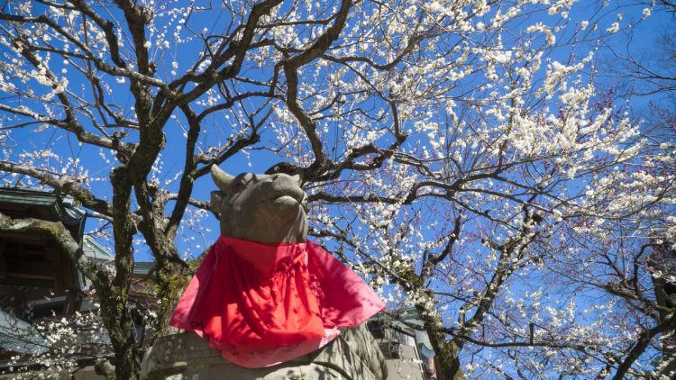 Tempat terbaik menikmati bunga plum di kyoto Tempat terbaik menikmati bunga plum di kyoto