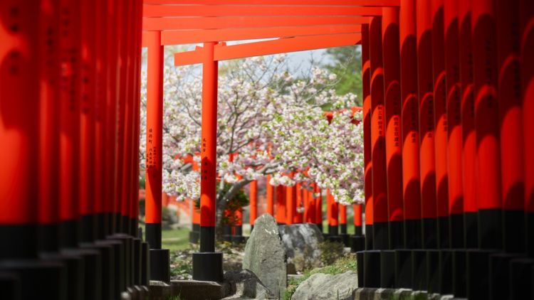 Gerbang torii di Kuil Takayama Inari (Amazing Aomori) Gerbang torii di Kuil Takayama Inari (Amazing Aomori)
