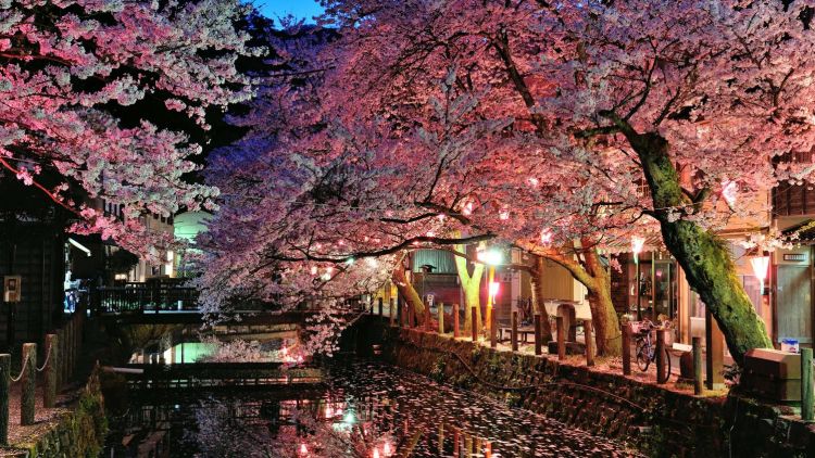 Bunga sakura bermekaran di Kinosaki Onsen